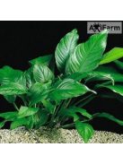 Anubias heterophylla