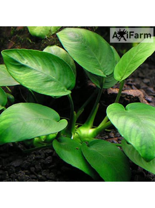 Anubias barteri