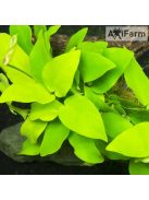 Anubias nana Golden