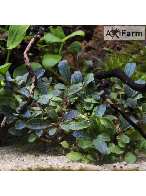 Bucephalandra lalina