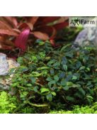 Bucephalandra kedagang mini