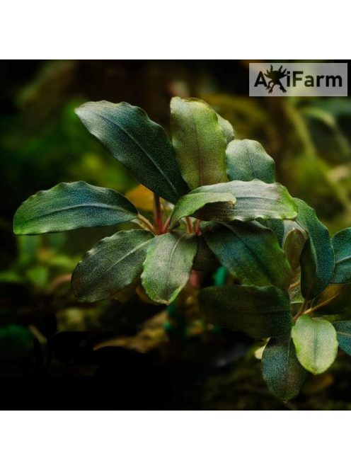 Bucephalandra aragon