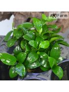 Anubias nana petite