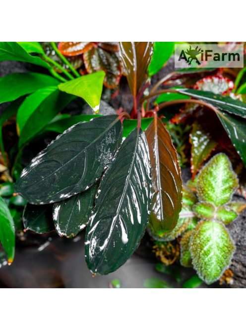 Bucephalandra achilles green