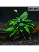 Anubias nana