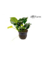 Anubias nana