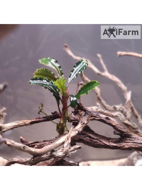 Bucephalandra melawi fine edge