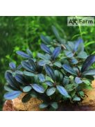 Bucephalandra lo black