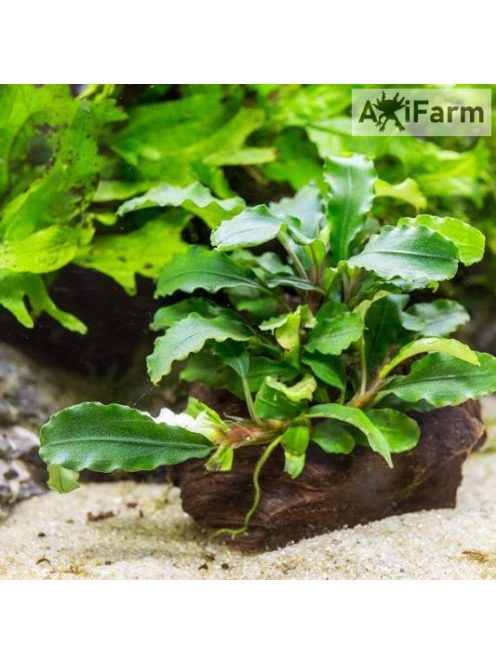 Bucephalandra green wavy