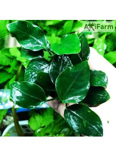 Anubias barteri var nana