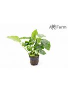 Anubias barteri var nana