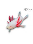 Fehér albinó axolotl, piros szemű (5-8 cm)