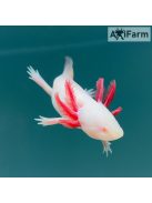 Fehér albinó axolotl, piros szemű (5-8 cm)