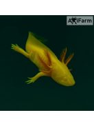 Arany axolotl (5-8 cm)