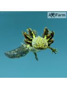 Vadas axolotl (5-8 cm)