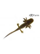 Vadas axolotl (5-8 cm)