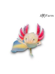 Fehér axolotl, kék szemű (5-8 cm)