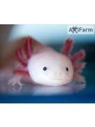 Fehér axolotl, kék szemű (5-8 cm)