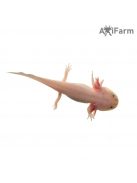 Fehér axolotl, kék szemű (5-8 cm)