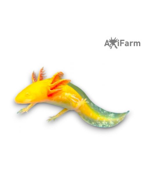 Arany axolotl (8-15 cm)