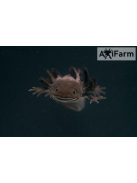 Vadas axolotl (15 - 25 cm)