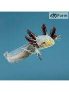 Copper axolotl (18-25)